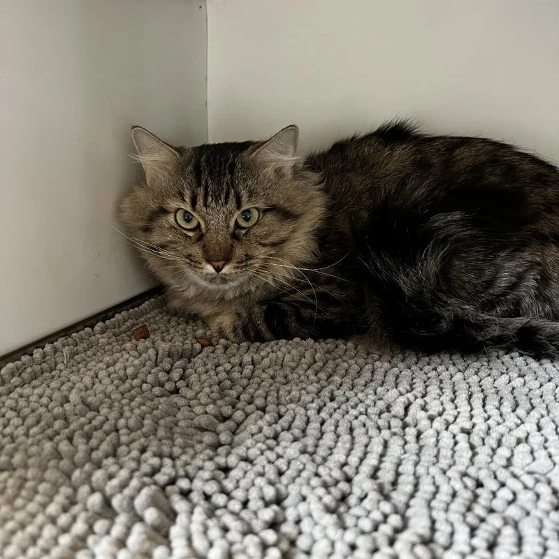 Comb Jelly thumbnail 2