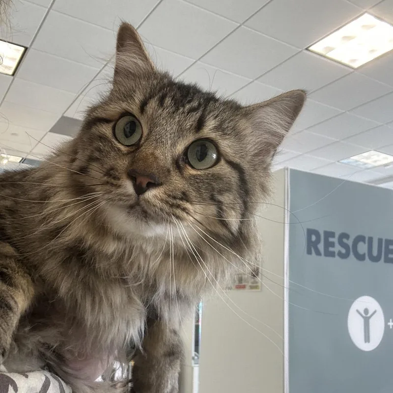 Comb Jelly thumbnail 3