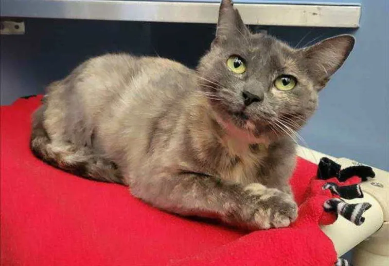 An adult medium-sized female British Shorthair cat named Mulan FIV+ for adoption in Concord, CA