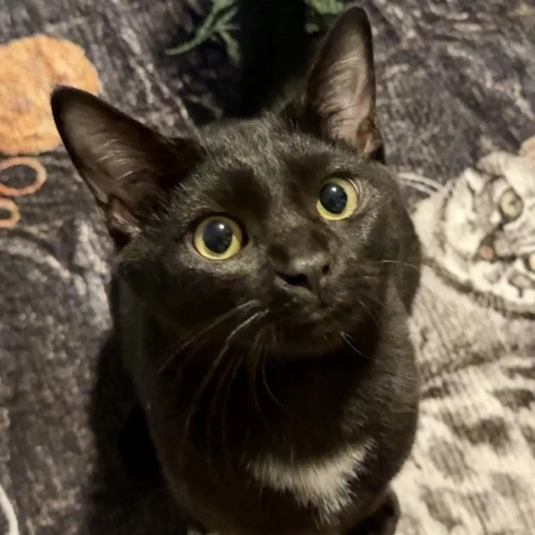 A baby medium-sized male Black Domestic Short Hair cat named Trouble Shooter for adoption in Richmond, VA