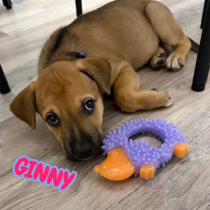 Ginny