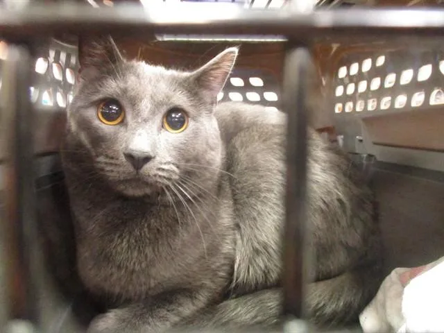 A young small-sized male Domestic Short Hair cat named Jake for adoption in Ocala, FL