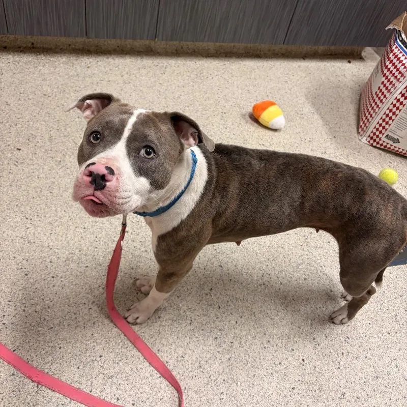 A young medium-sized female Brown / Chocolate Mixed Breed dog named Roxanne for adoption in Jacksonville, FL