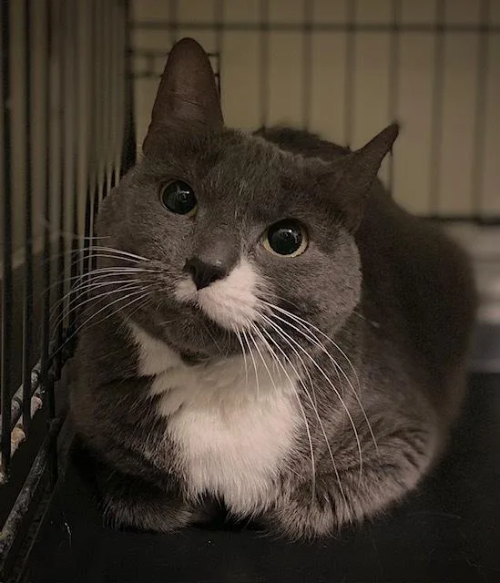 An adult medium-sized female Gray & White Domestic Short Hair cat named Watermelon for adoption in Duxbury, MA