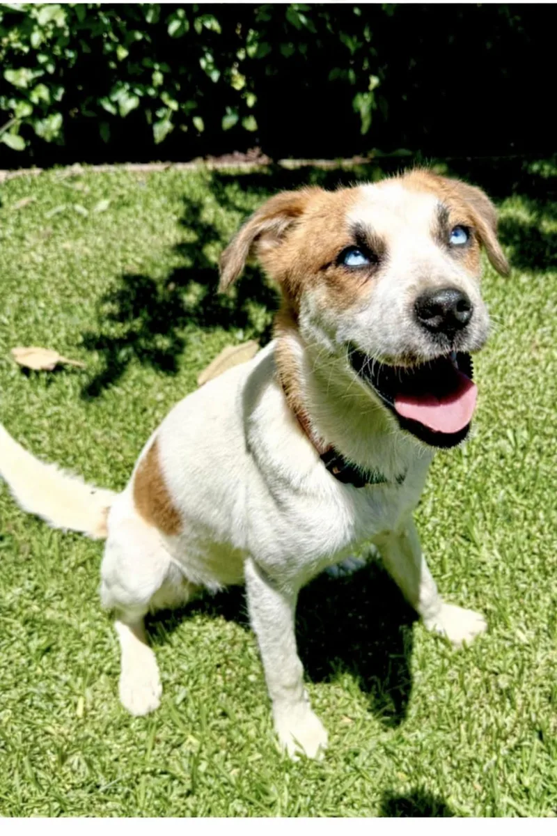 A young medium-sized female Beagle dog named Cleo for adoption in Orange, CA