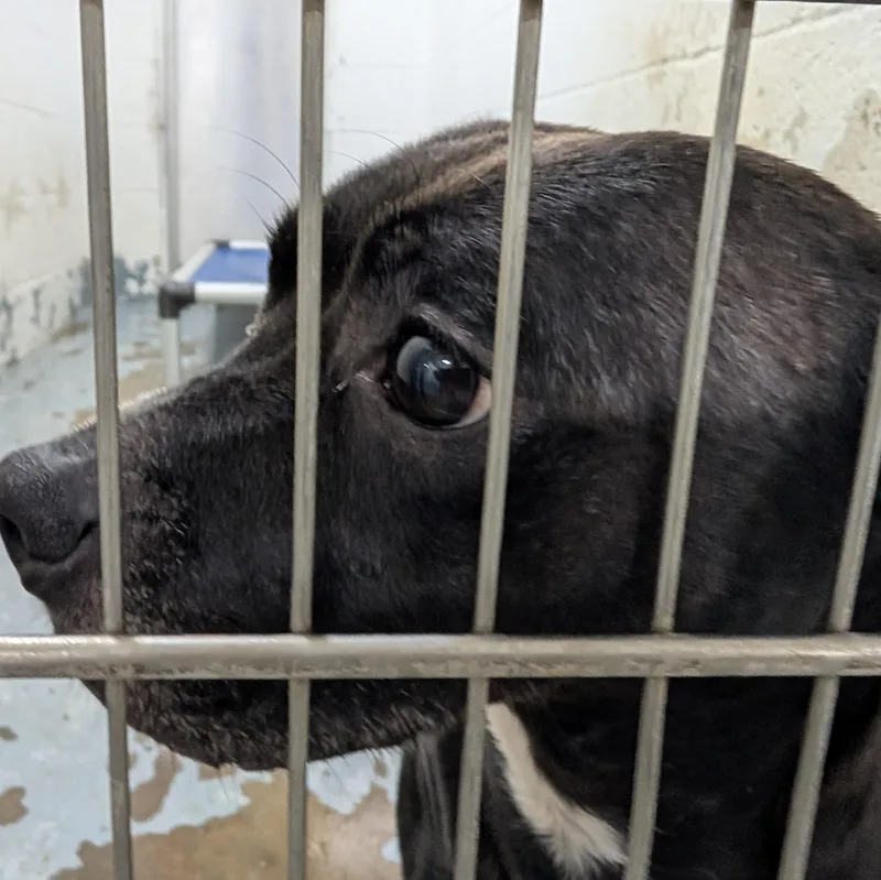 Doogie LOOKING FOR OWNER