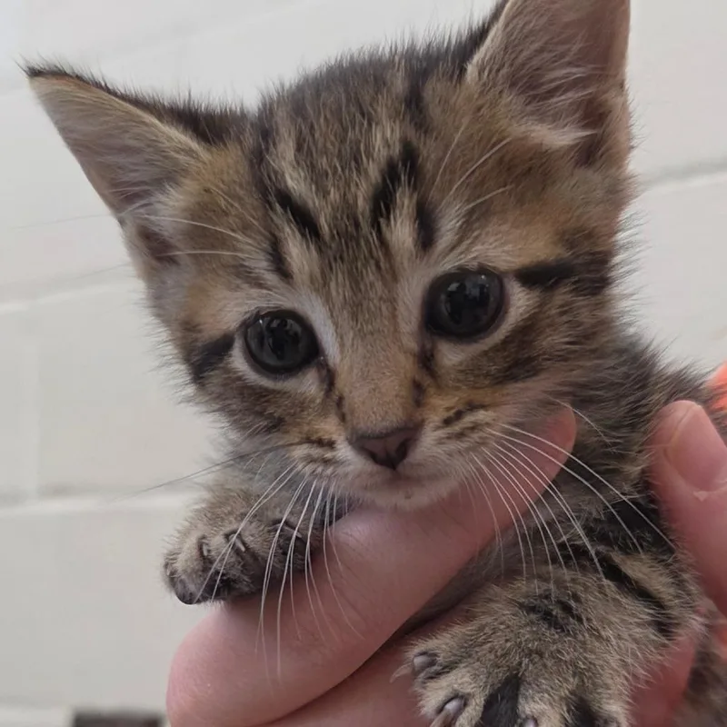 A baby small-sized female Brown / Chocolate Domestic Short Hair cat named Brooke for adoption in Auburn, AL