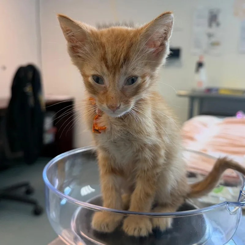 A baby small-sized male Orange / Red Domestic Short Hair cat named Nesspreso Cup for adoption in Austin, TX
