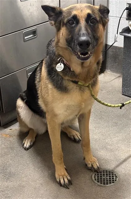 An adult large-sized female German Shepherd Dog dog named Ariah for adoption in Upper Marlboro, MD