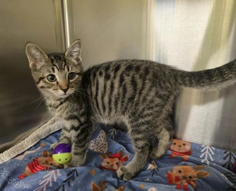 A baby small-sized female Domestic Short Hair cat named Cara for adoption in Dickson, TN