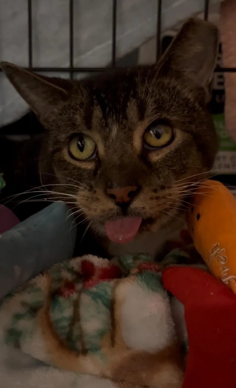 An adult medium-sized male Domestic Short Hair cat named Beelzebub for adoption in Tampa, FL