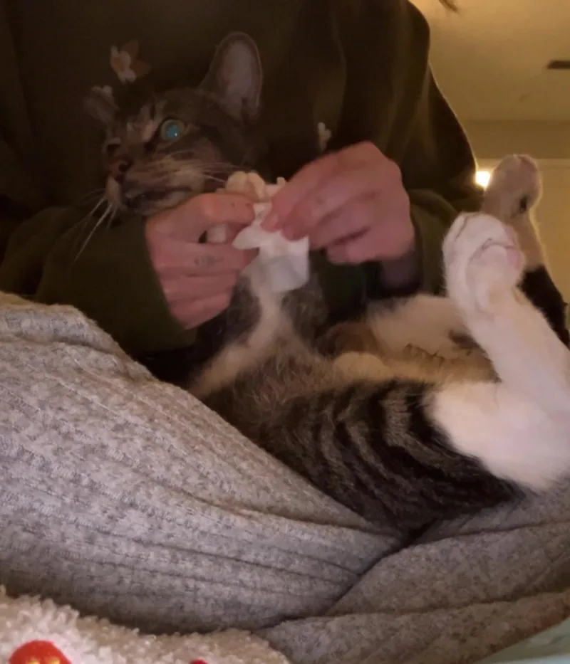 Beelzebub thumbnail 3