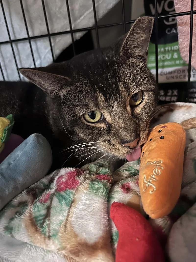 Beelzebub thumbnail 4