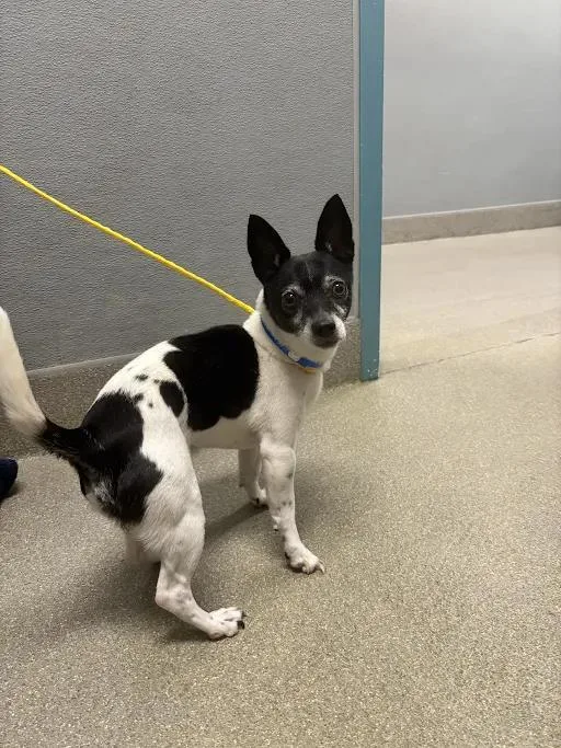An adult small-sized male Chihuahua dog named Zorro for adoption in Las Vegas, NV