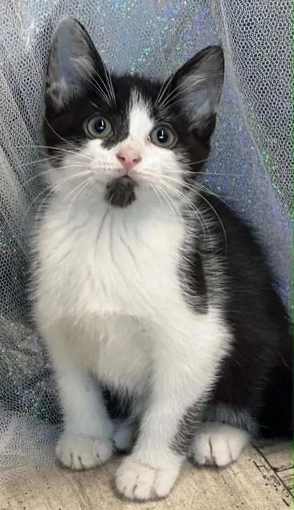 Domino