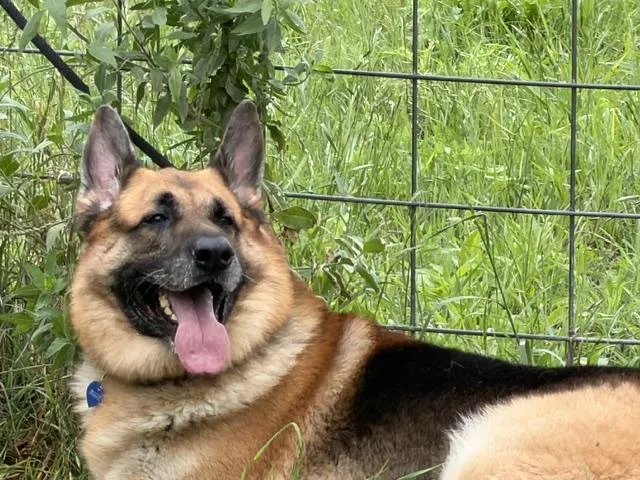 An adult extra large-sized male Black German Shepherd Dog dog named Biggie for adoption in Rockdale, TX