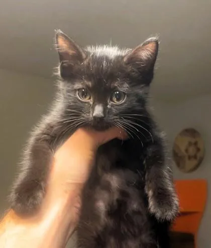 A baby small-sized female Black Domestic Short Hair cat named Fish for adoption in Kansas City, MO