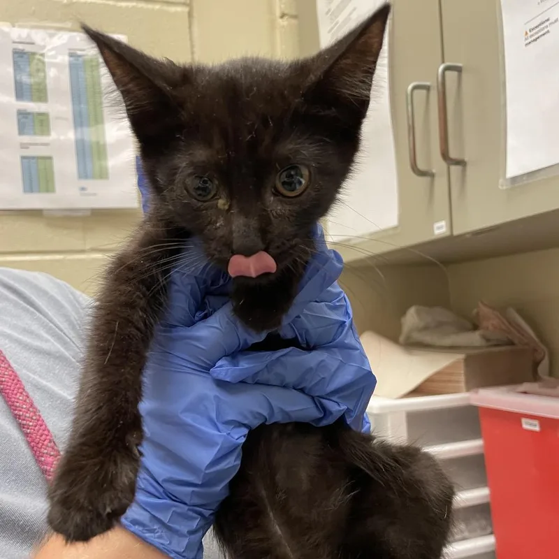 A baby small-sized female Black Domestic Short Hair cat named Queen Miranda for adoption in Columbus, GA