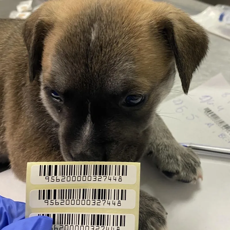 A baby small-sized male Brindle Mixed Breed dog named John Noland for adoption in Charleston, WV