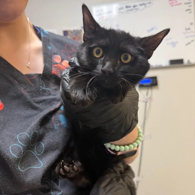 A baby medium-sized female Domestic Short Hair cat named Katniss for adoption in Great Falls, MT
