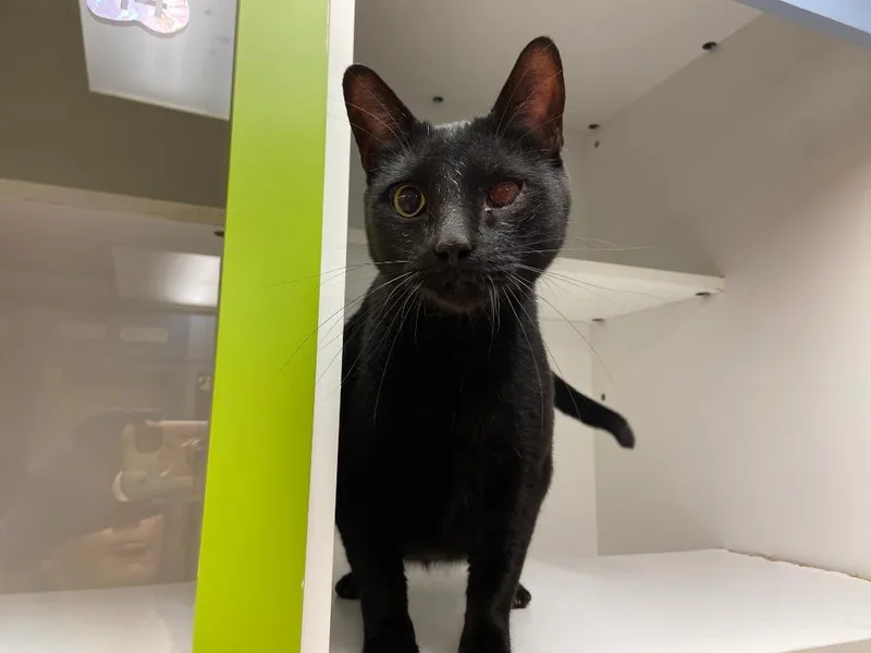 An adult large-sized male Domestic Short Hair cat named Cat Display Maverick for adoption in Greenville, TX