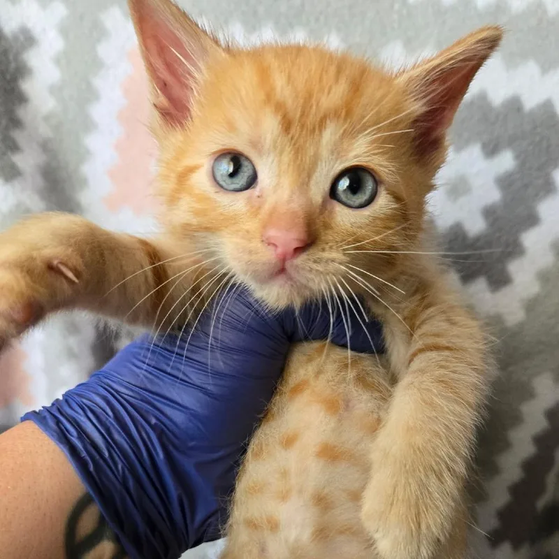 A baby small-sized male Orange / Red American Shorthair cat named Reese for adoption in Calimesa, CA