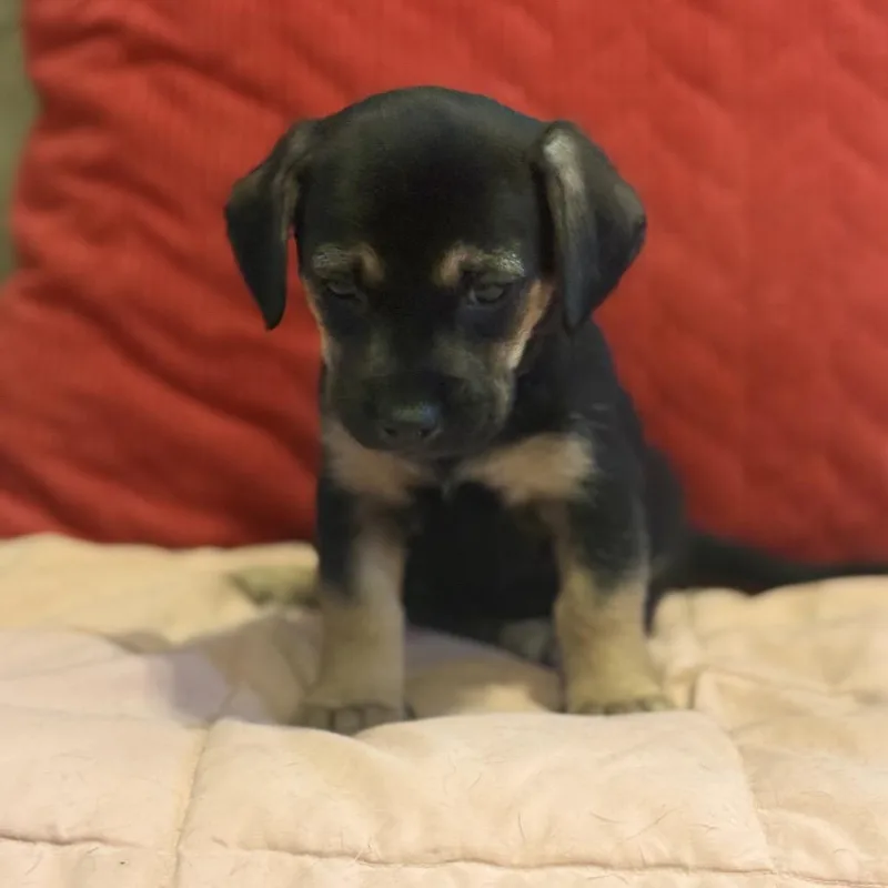 A baby small-sized female Black Mixed Breed dog named Sweet Beth Dutton for adoption in Chantilly, VA