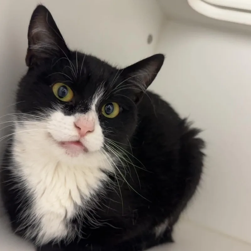 An adult small-sized female American Shorthair cat named Diego for adoption in Danbury, CT