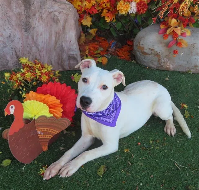 A young small-sized male Pit Bull Terrier dog named Milkshake for adoption in Oklahoma City, OK