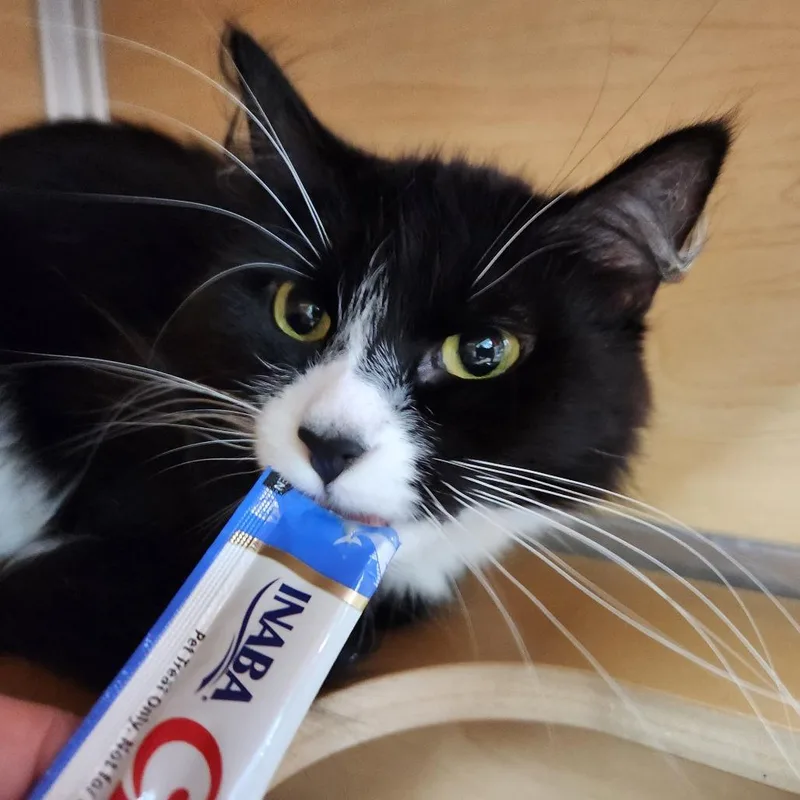 A young medium-sized female Black Domestic Medium Hair cat named Checkers for adoption in Brookfield, WI
