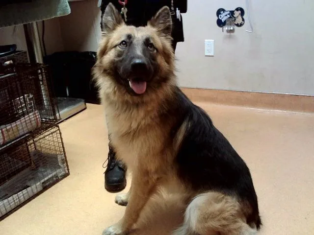A young large-sized male German Shepherd Dog dog named Ranger Joe for adoption in Martinez, CA