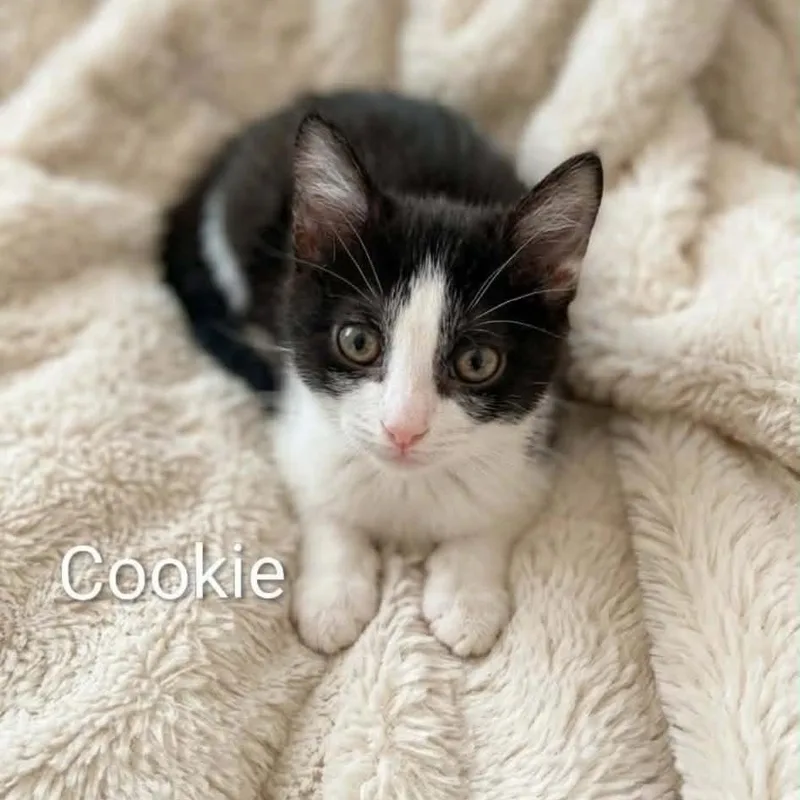 Cookie thumbnail 3