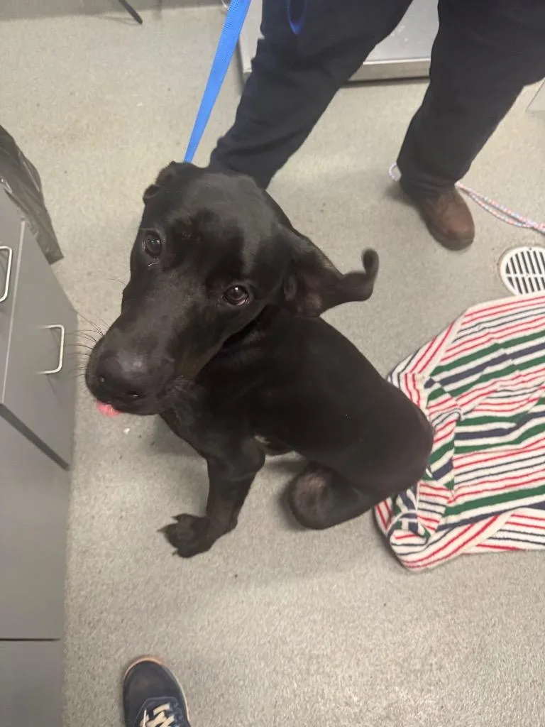 A baby extra large-sized male Great Dane dog named Arrow for adoption in Bloomington, IN