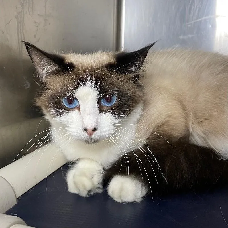 An adult medium-sized female Domestic Short Hair cat named Wynnie for adoption in Roanoke, VA