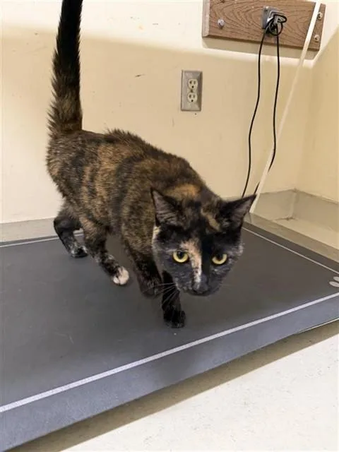 An adult small-sized female Domestic Short Hair cat named Peanut for adoption in Fremont, CA