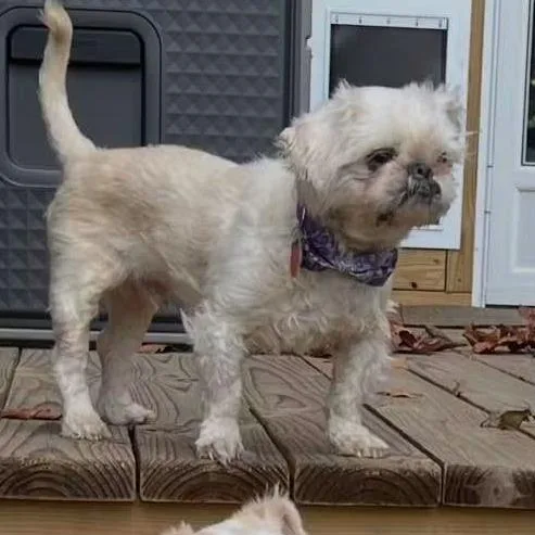 An adult small-sized male Shih Tzu dog named Davy Jones for adoption in Bessemer, AL