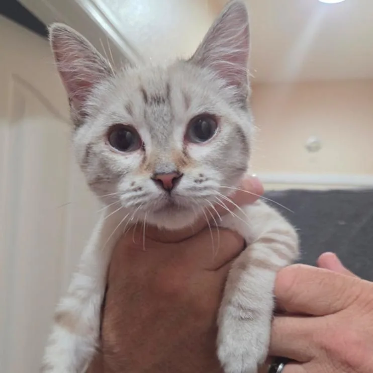 A young small-sized female Domestic Short Hair cat named Cheerio for adoption in Las Vegas, NV