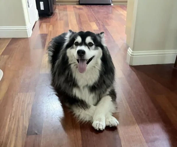 An adult medium-sized female Alaskan Malamute dog named Mishka for adoption in Boise, ID