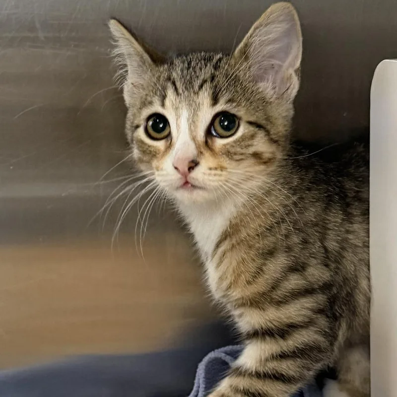A baby small-sized female Domestic Short Hair cat named Zebra for adoption in Los Angeles, CA