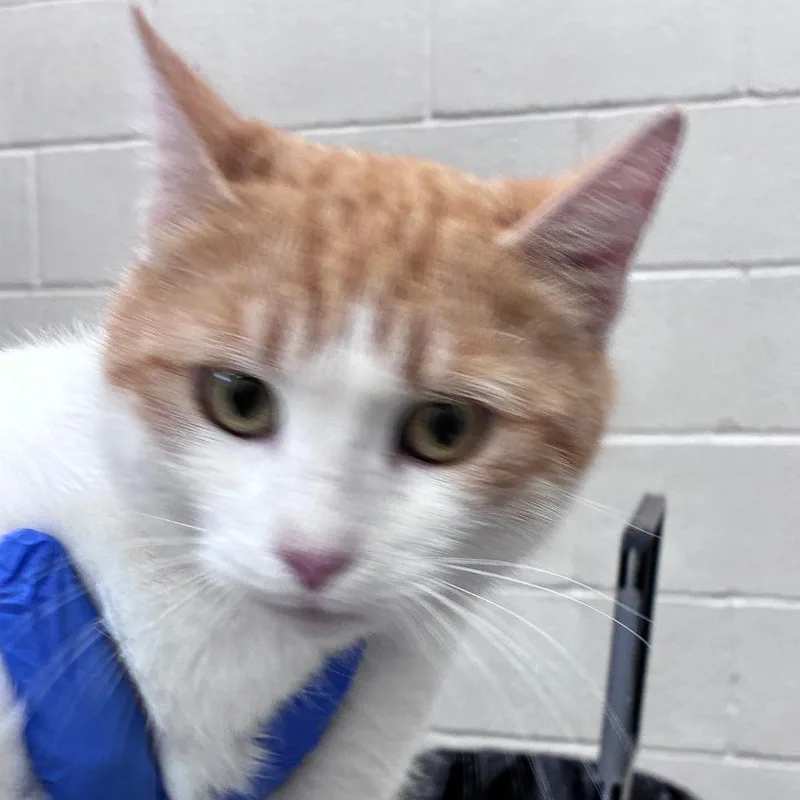 A young medium-sized female White Domestic Short Hair cat named Maren for adoption in Auburn, AL