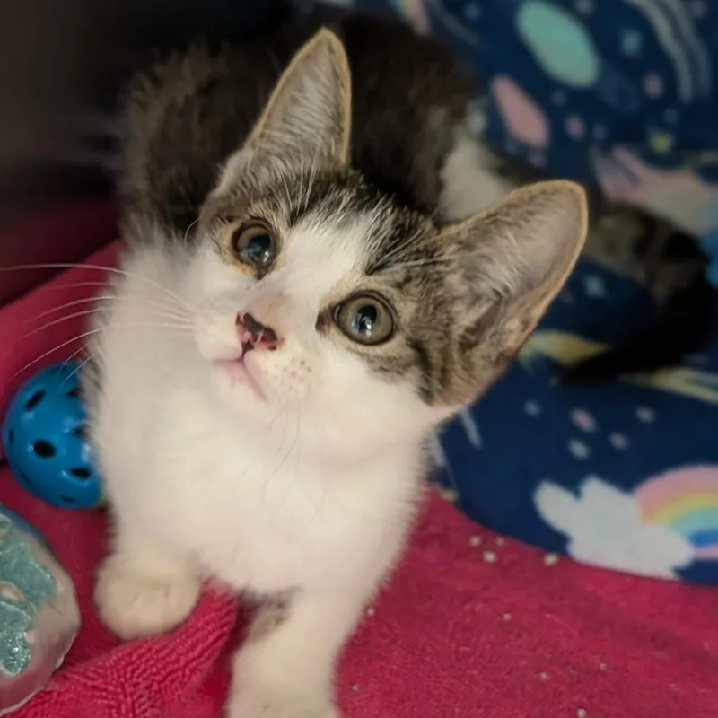 A baby medium-sized female Tabby (Buff / Tan / Fawn) Domestic Short Hair cat named Flounder for adoption in Cape Girardeau, MO