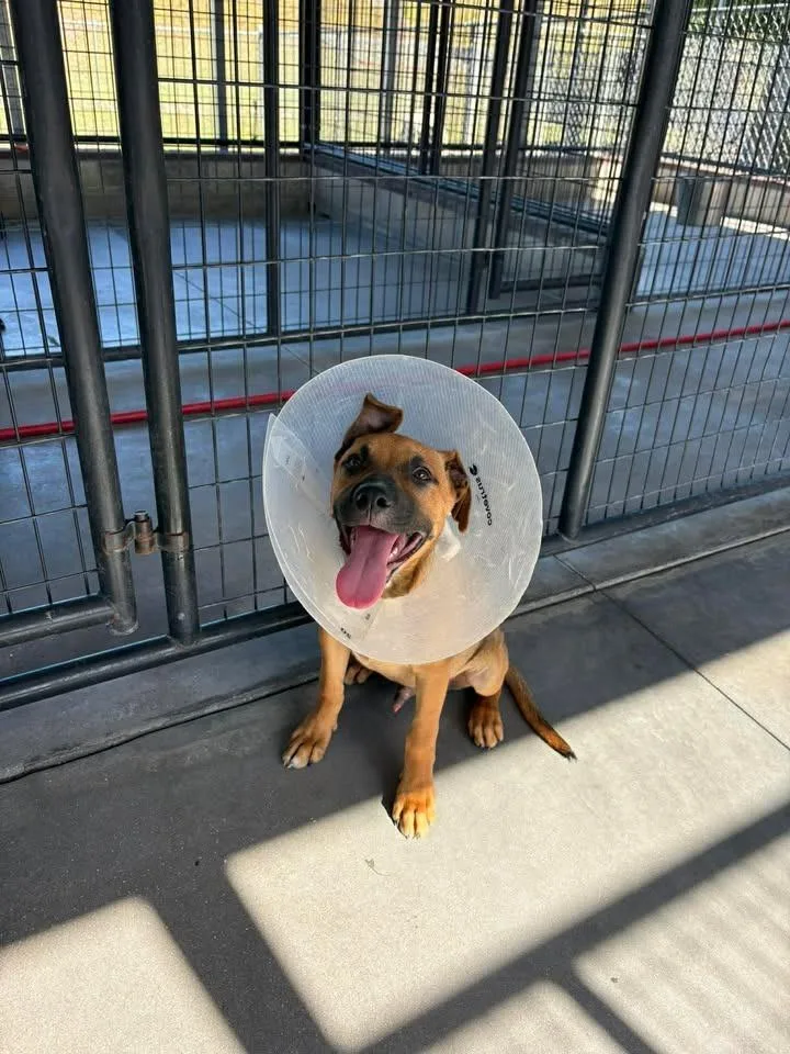 A baby medium-sized male Mixed Breed dog named Slinky for adoption in Ocala, FL