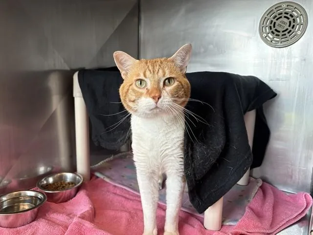 An adult medium-sized male Domestic Short Hair cat named Bozz for adoption in Minneapolis, MN