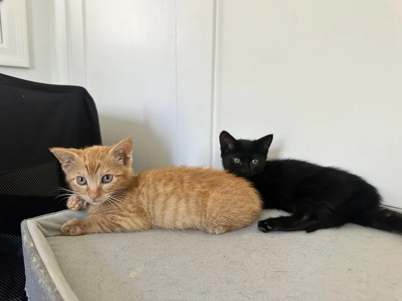 A baby small-sized female Black Domestic Short Hair cat named Abigail for adoption in Plantation, FL