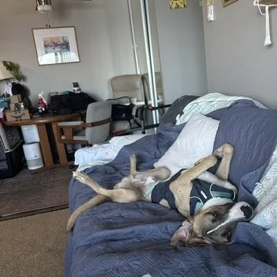 A young medium-sized male Boxer dog named Goose for adoption in Pacifica, CA
