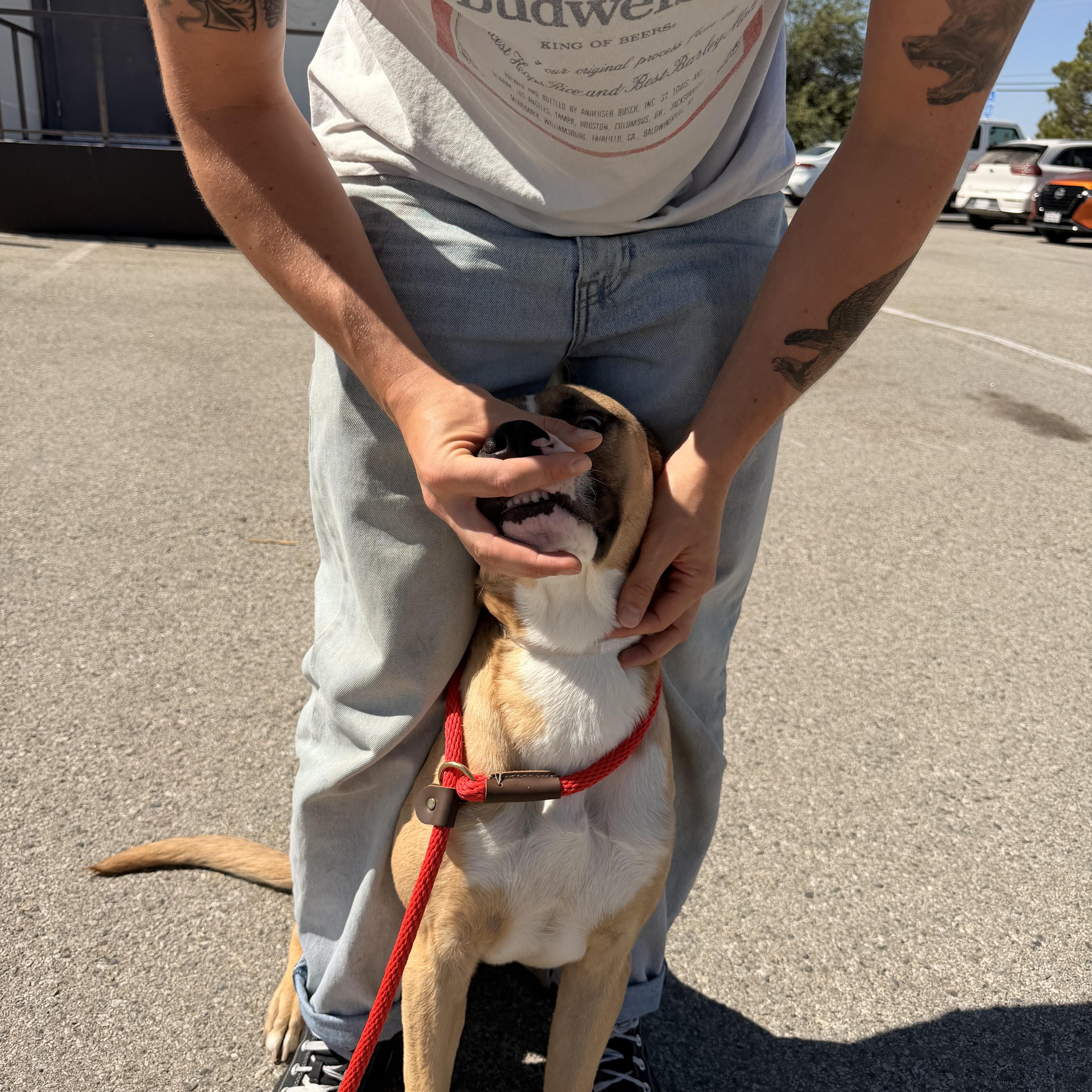 Goose thumbnail 2