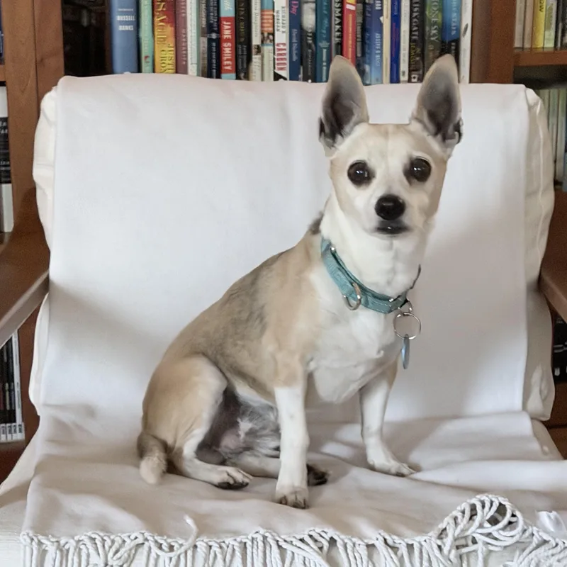 A senior small-sized male Chihuahua dog named Alitas for adoption in Pasadena, CA