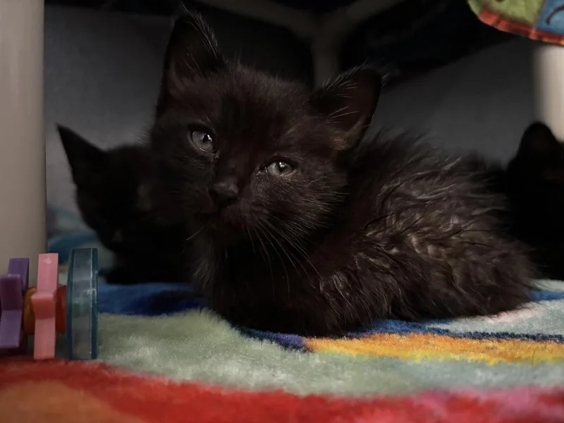 A baby small-sized male Domestic Short Hair cat named Boba Fett for adoption in Moriarty, NM