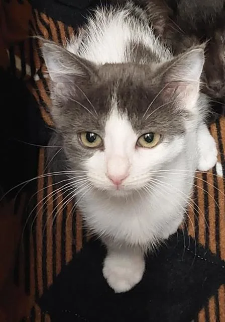 A baby small-sized female Domestic Short Hair cat named Mewlody for adoption in Chula Vista, CA