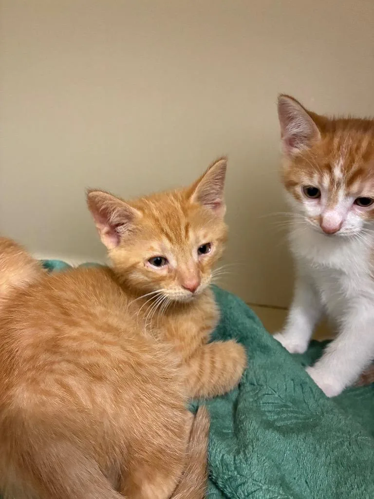 A baby medium-sized male Domestic Short Hair cat named Sol for adoption in Bloomington, IN
